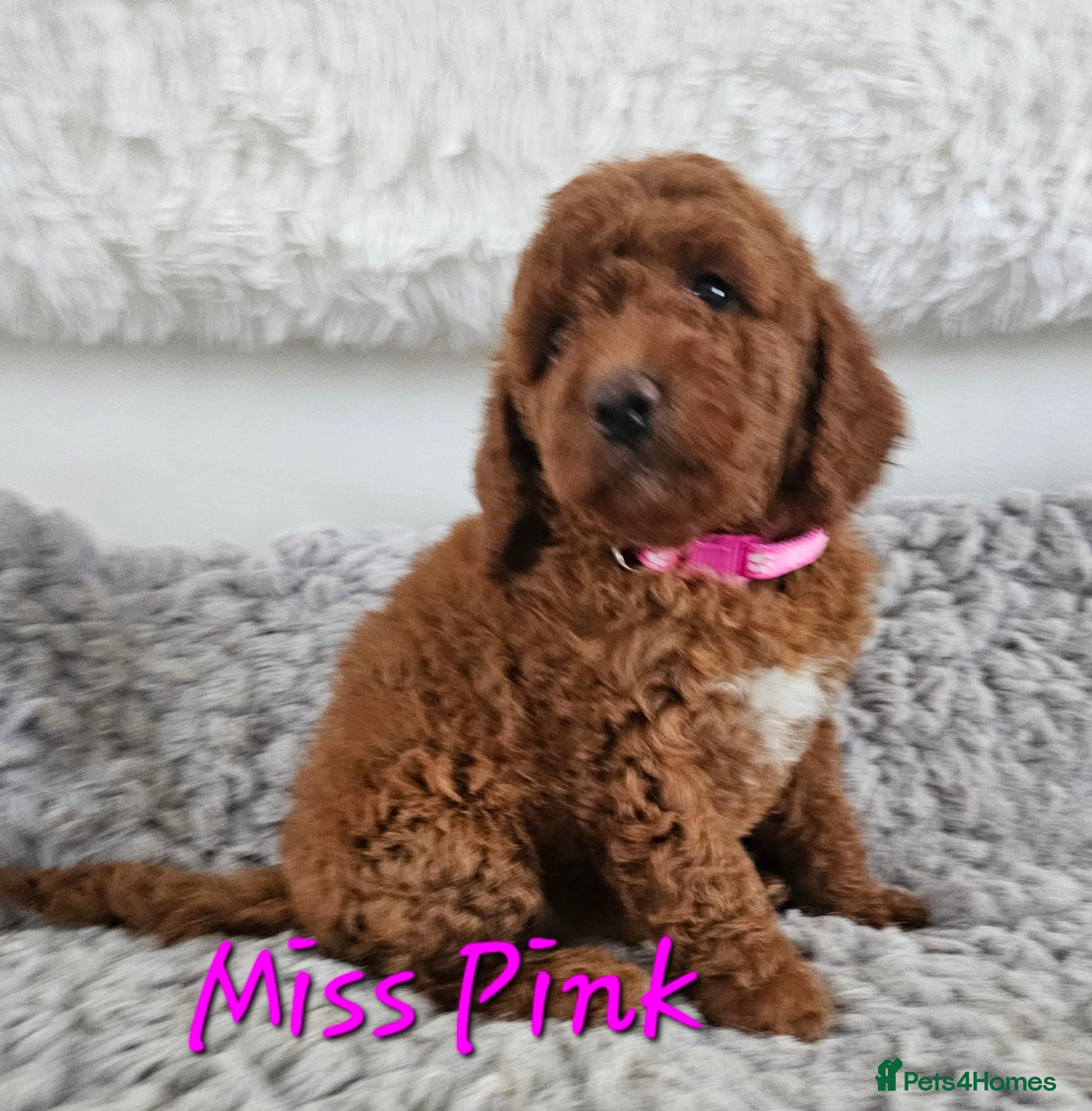 Mini Goldendoodle dogs Miniature Goldendoodle F1bb - Advert 8