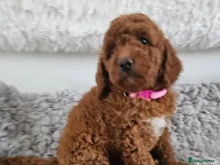 Mini Goldendoodle dogs Miniature Goldendoodle F1bb - Advert 3