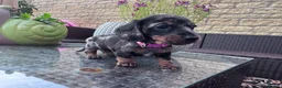 Miniature Dachshund dogs for sale: Reduced💜KC pedigree Mini Dachshund puppies - Advert 10