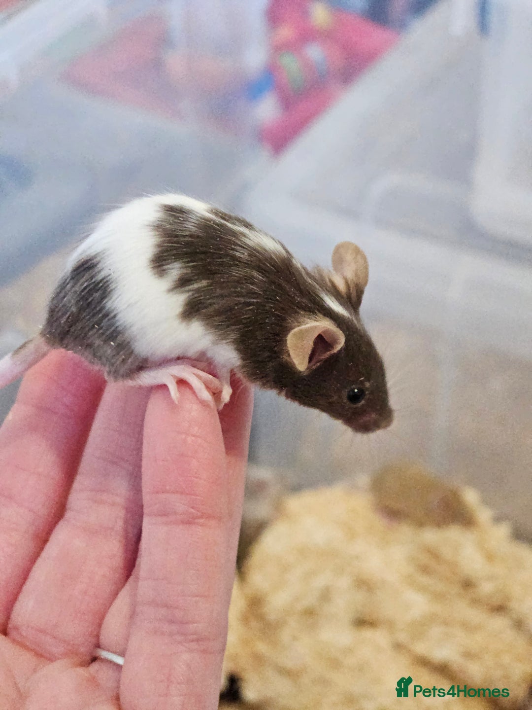 Mouse rodents for sale: Fancy mice  - Advert 5