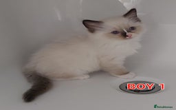 Ragdoll cats for sale: RAGDOLLS GIRLS BOYS BICOLOUR SEAL POINT BLUE EYES  - Image 8