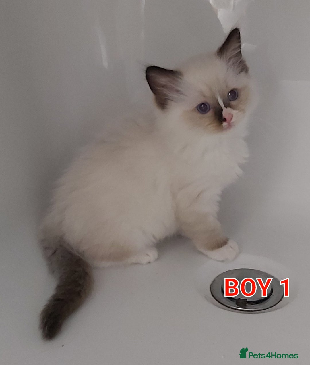 Ragdoll cats for sale: RAGDOLLS GIRLS BOYS BICOLOUR SEAL POINT BLUE EYES  - Image 8