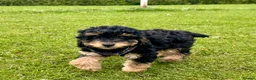 Aussiedoodle dogs for sale: F1b Miniature Aussiedoo puppies - Advert 5