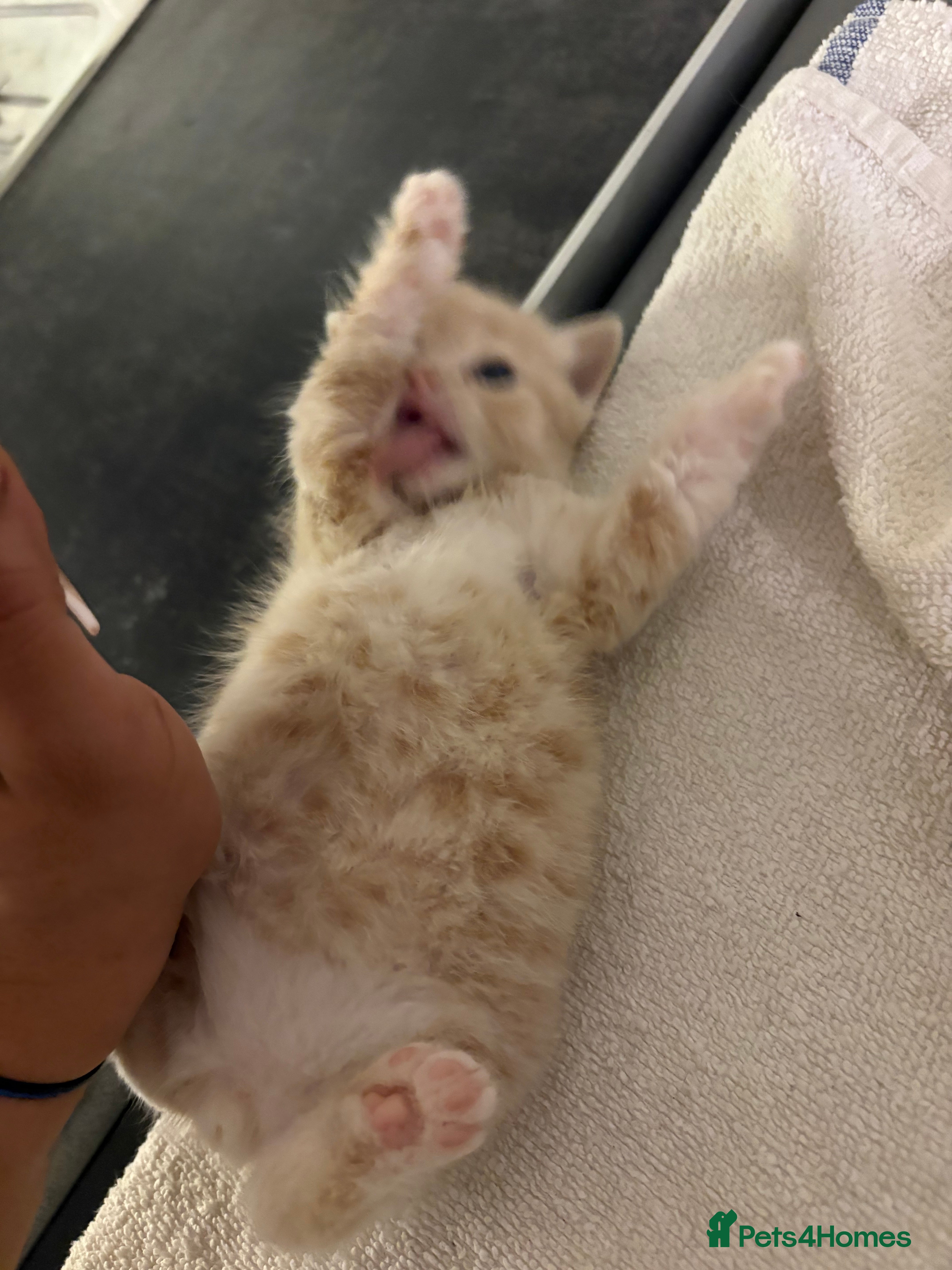 Mixed Breed cats Small kitten  in London - Advert 1