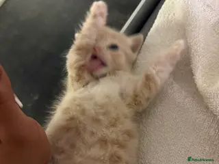 Mixed Breed cats Small kitten in London - Advert 4