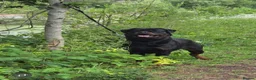Rottweiler dogs for stud: Rottweiler for stud only  - Advert 4