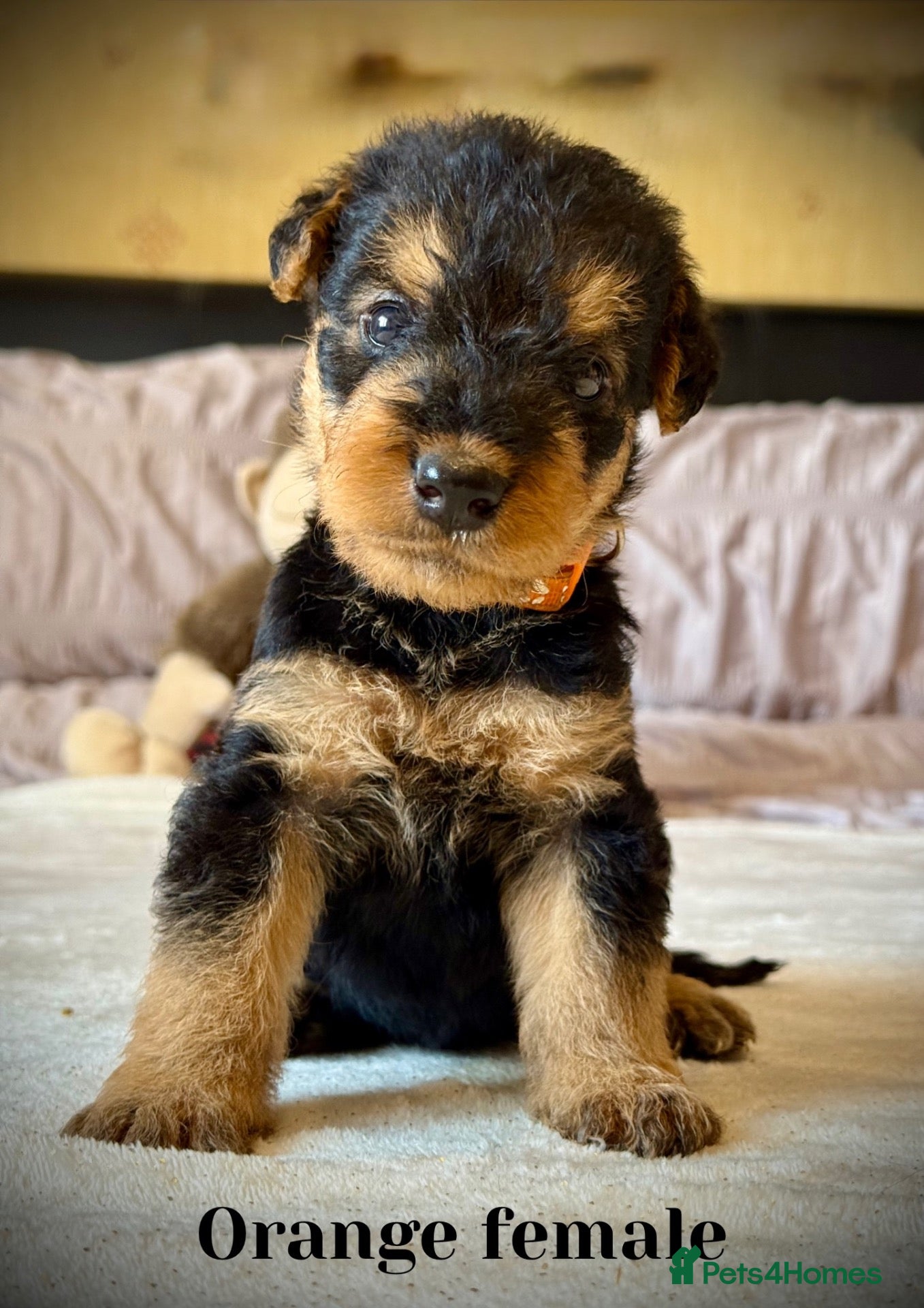 Airedale Terrier dogs ADORABLE KC REGISTERED AIREDALE PUPS - Advert 1