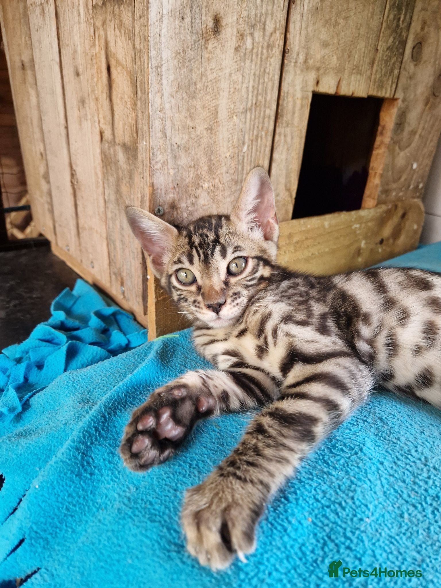 Mixed Breed cats Beautiful Bengamese kittens  - Advert 2