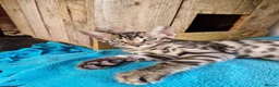 Mixed Breed cats for sale: Beautiful 3/4 Bengal, 1/4 Siamese kittens  - Advert 16