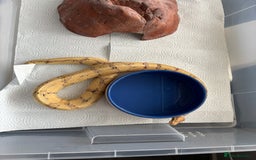 Python Snake reptiles for sale: 7 BALL PYTHONS AND STACK - Image 9