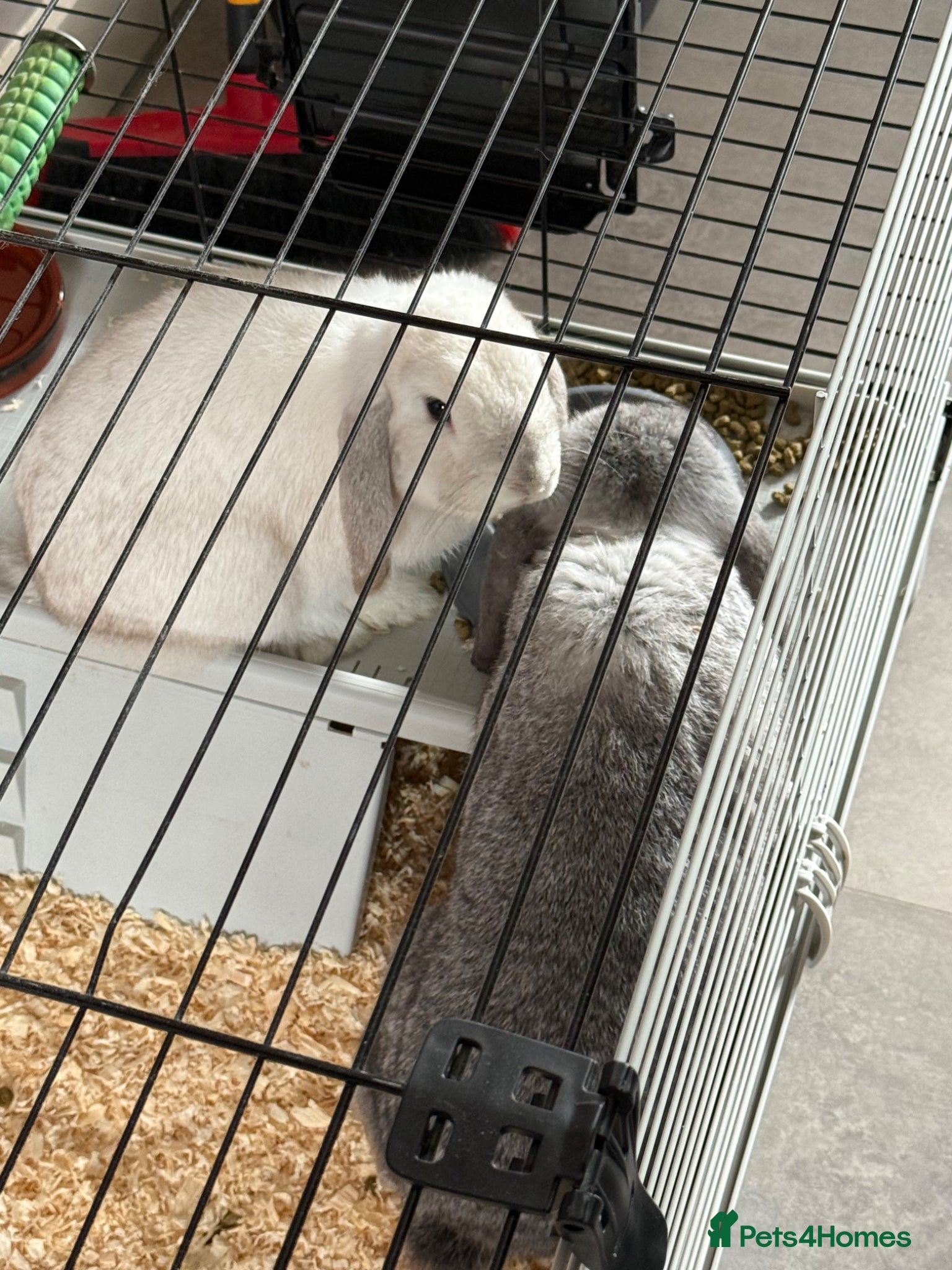 Mini Lop rabbits 2 male mini lop - Advert 2