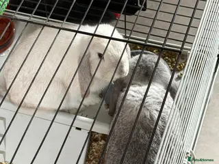 Mini Lop rabbits 2 male mini lop - Advert 2