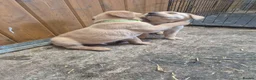 Labrador Retriever dogs for sale: Stunning red/golden labrador puppies - Advert 20