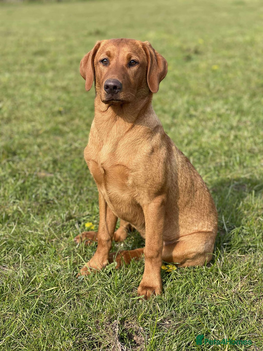 Labrador Retriever dogs for sale: KC Reg Fox red labrador litter of 6 dogs 4 bitches - Image 12