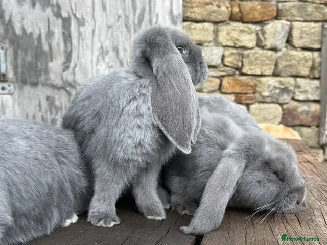French Lop rabbits for sale: 8 weeks Stunning XL French lops - Advert 1