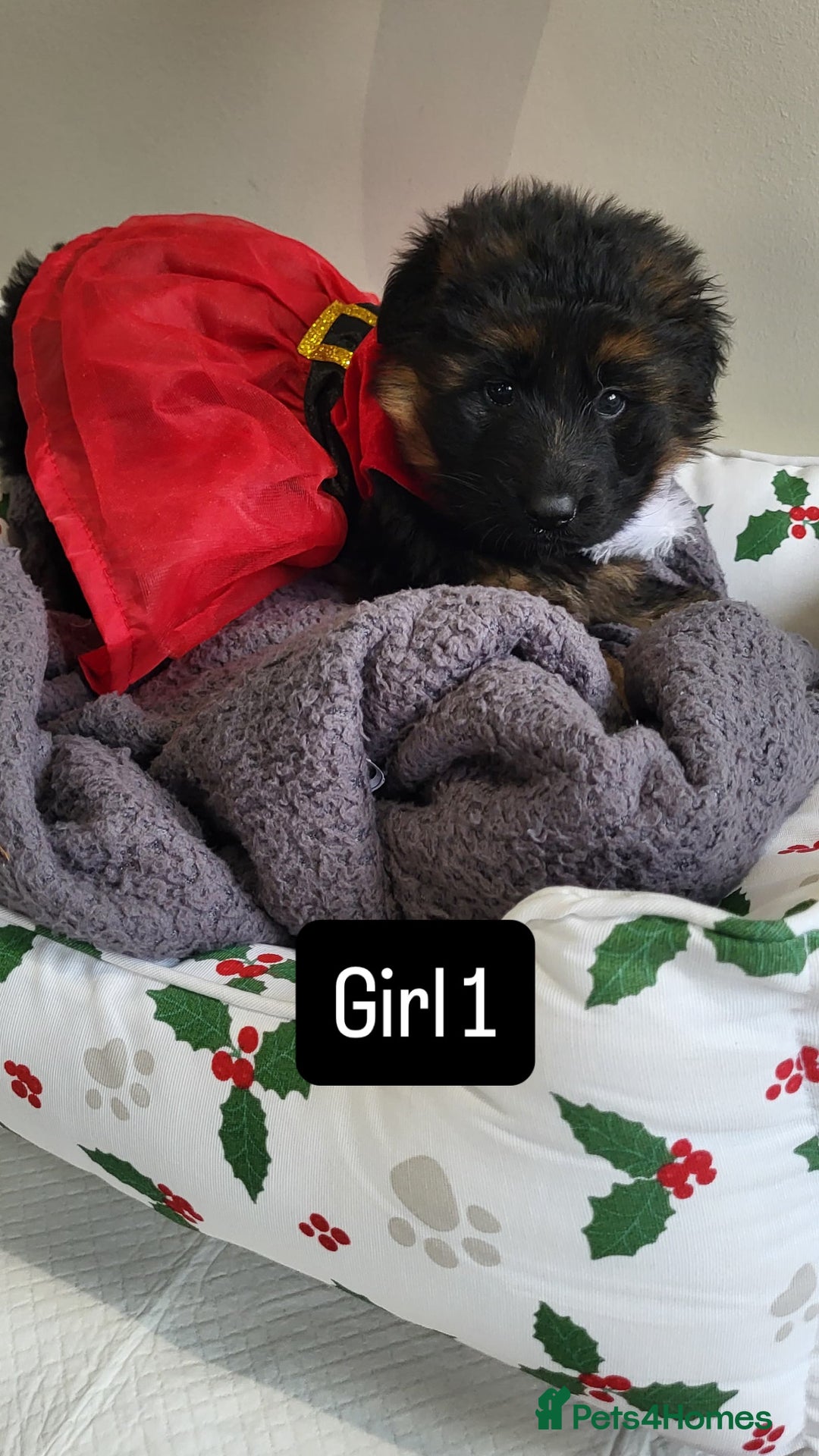 German Shepherd dogs for sale: Premium Pedigree GSD Puppies – Champion Bloodlines - Advert 16