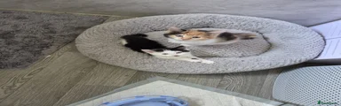 Mixed Breed 4 female