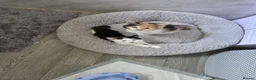 Mixed Breed cats for sale: Beautiful litter of 4 mixed sex in Ashbourne - Advert 2