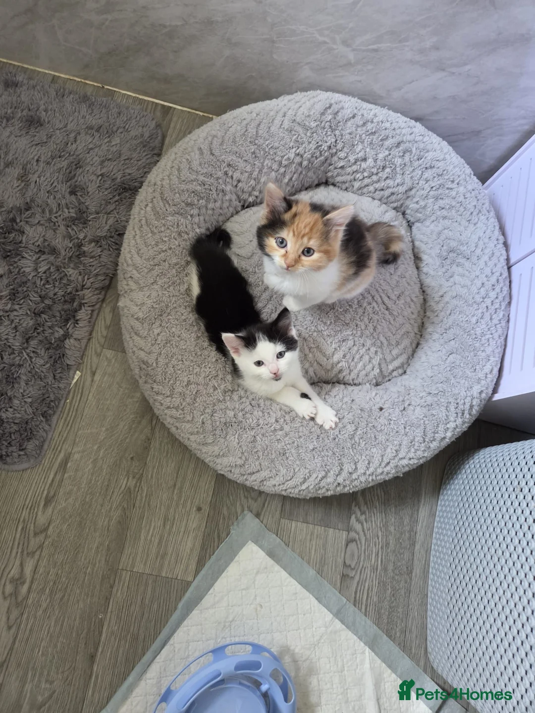 Mixed Breed cats for sale: Beautiful litter of 4 mixed sex in Ashbourne - Advert 2