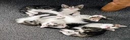 Mixed Breed cats for sale: beautiful kittens  in Eastleigh - Advert 2