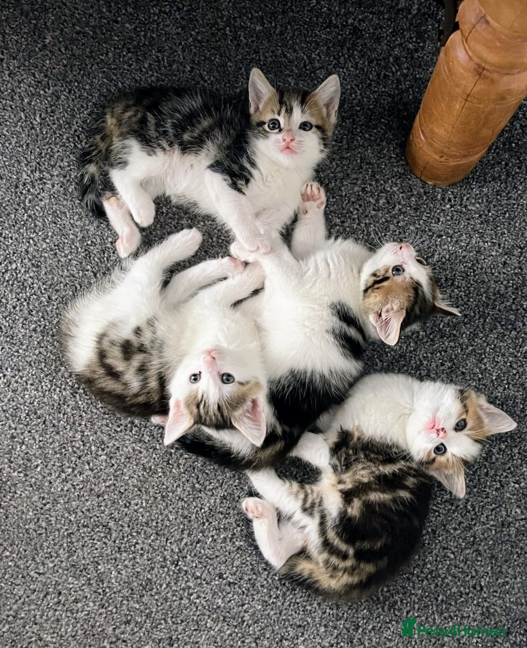 Mixed Breed cats for sale: beautiful kittens  in Eastleigh - Advert 2