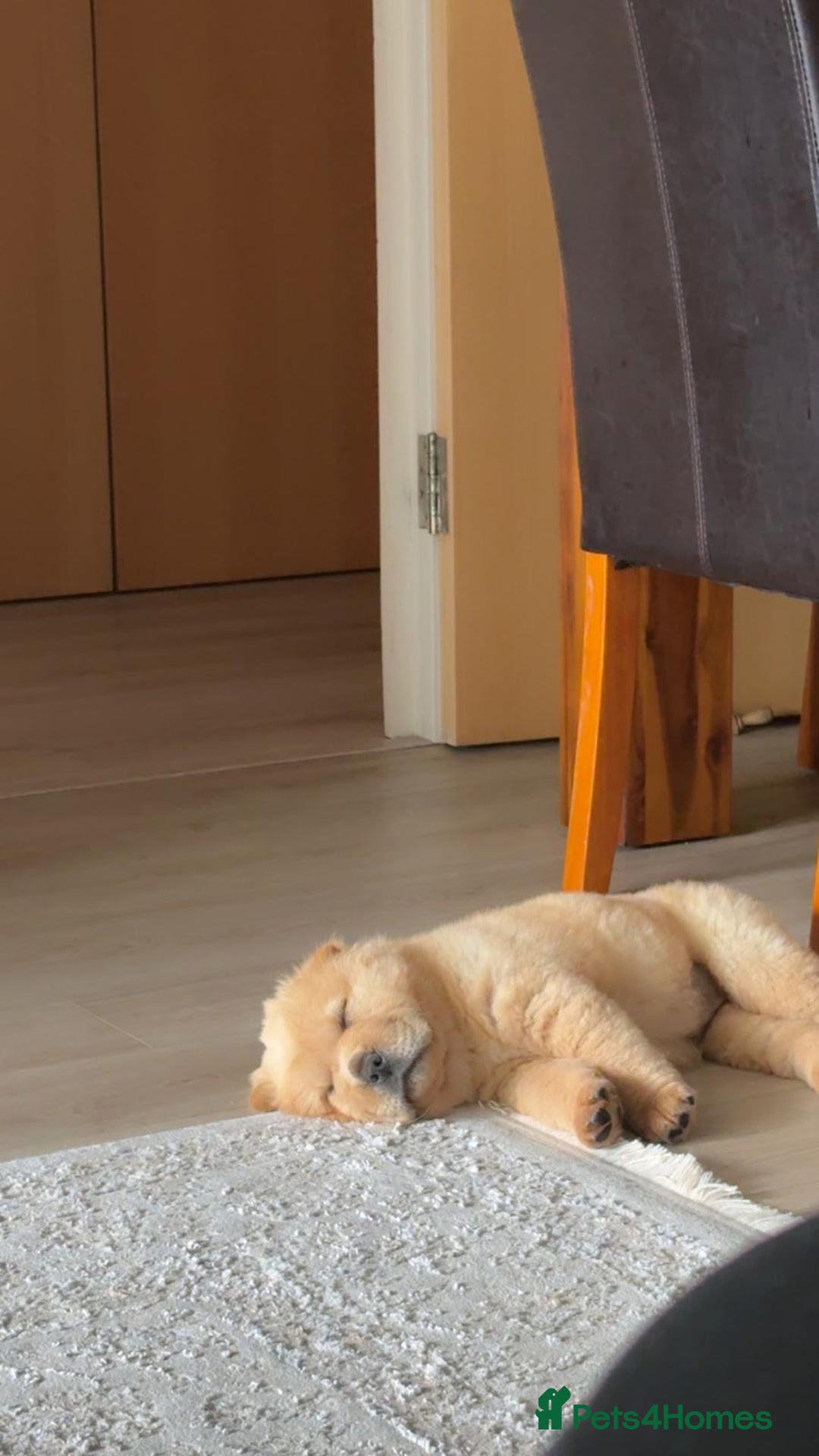 Chow Chow dogs for sale: Nova  - Image 4