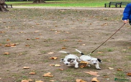 Dachshund dogs for sale: Kensington Dachshund Puppies  - Image 19