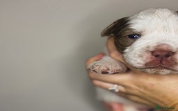 Olde English Bulldogge dogs for sale: The BEST visual fluffy oebs available ⭐️  - Image 7