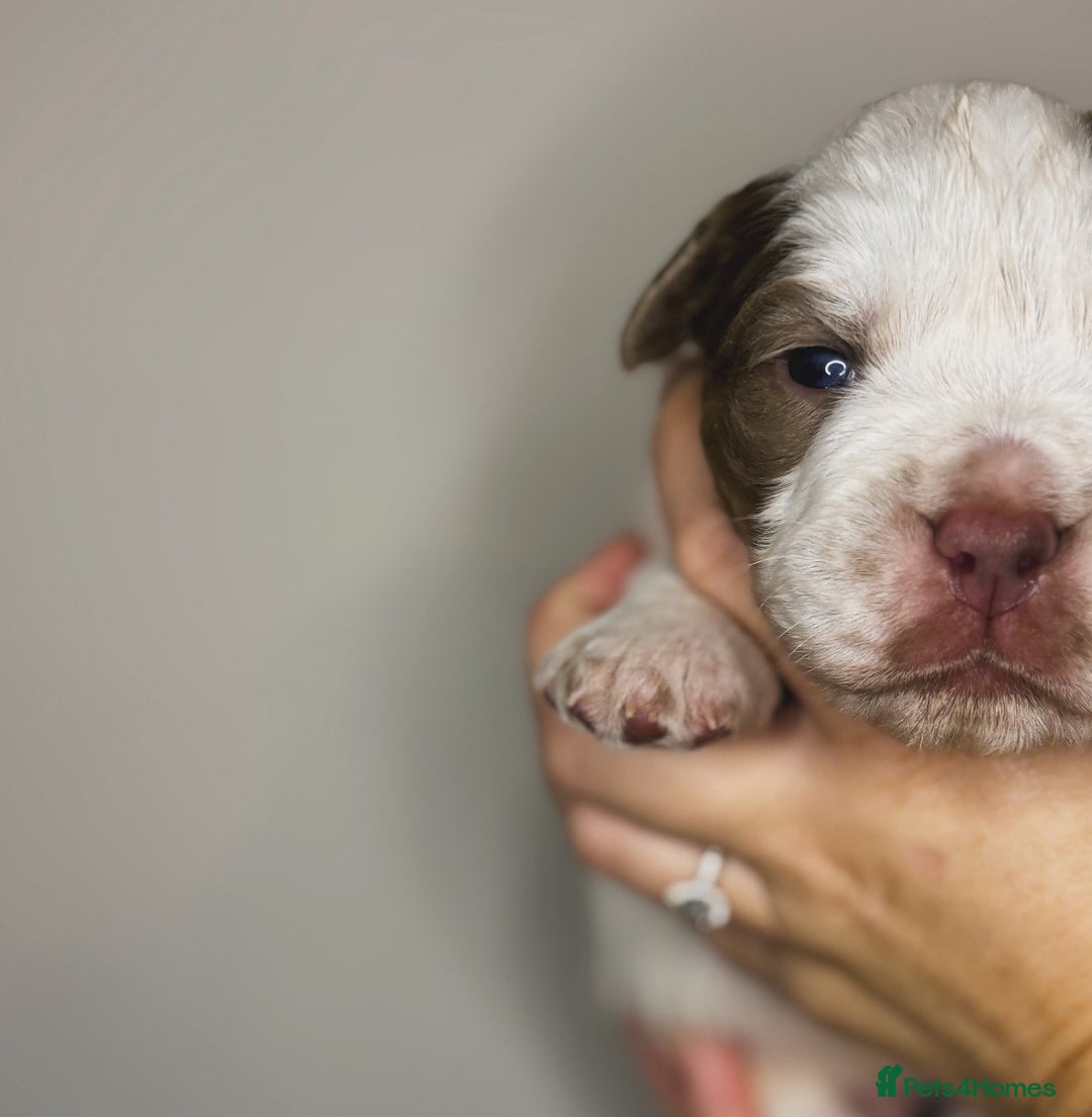 Olde English Bulldogge dogs for sale: The BEST visual fluffy oebs available ⭐️  - Image 7