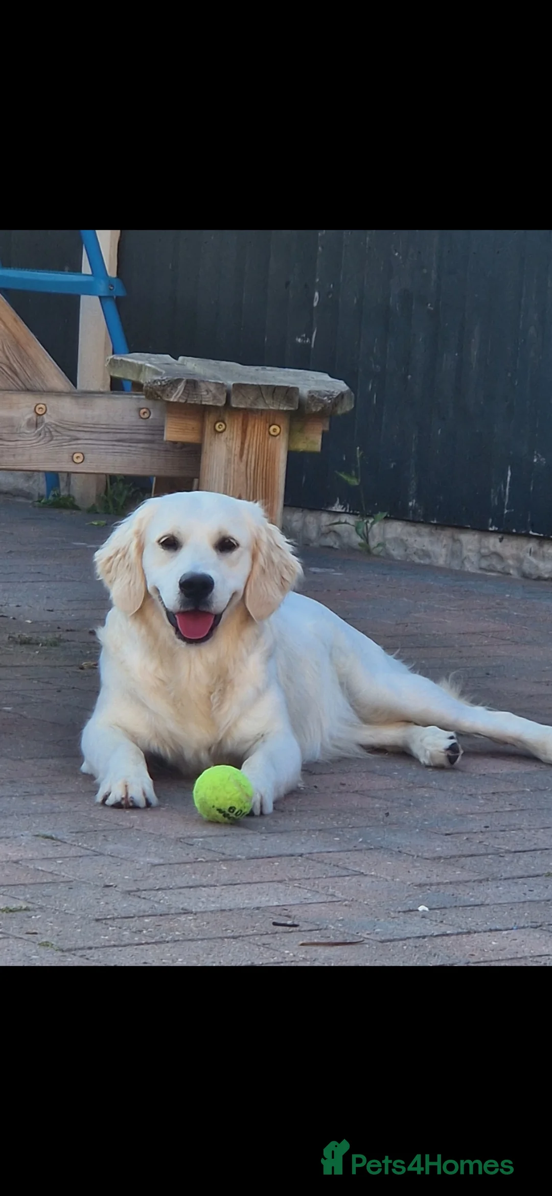 Golden Retriever dogs for sale: Puppys due 31/05/26 Golden Retriever KC Registered - Advert 1