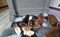 Miniature Dachshund dogs for sale: Miniature Dachshund puppies Longhaired & Smooth  - Image 11