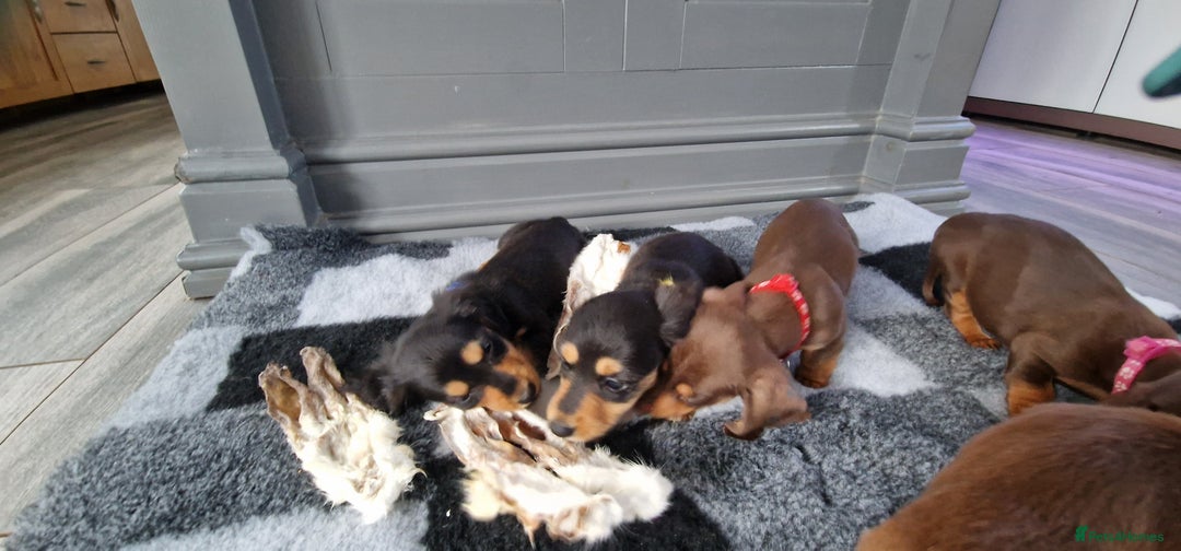 Miniature Dachshund dogs for sale: Miniature Dachshund puppies Longhaired & Smooth  - Image 11