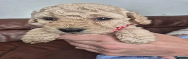 Cockapoo 1