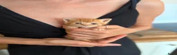 Abyssinian cats for sale: British x Abyssinian Kittens ONLY 2 left !  - Advert 9