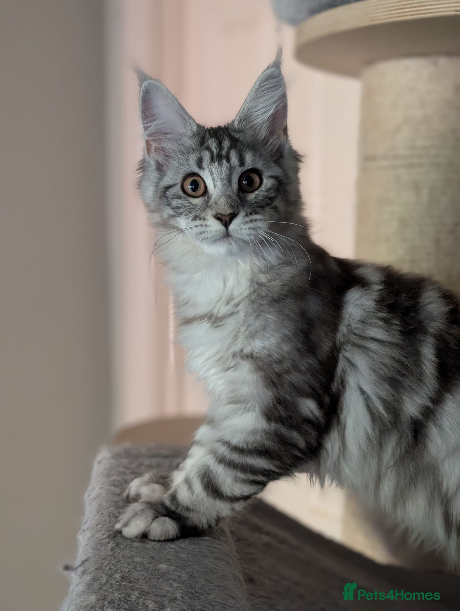 Maine Coon cats Ready now. Tica Registered Maine coon Kittens  - Advert 1
