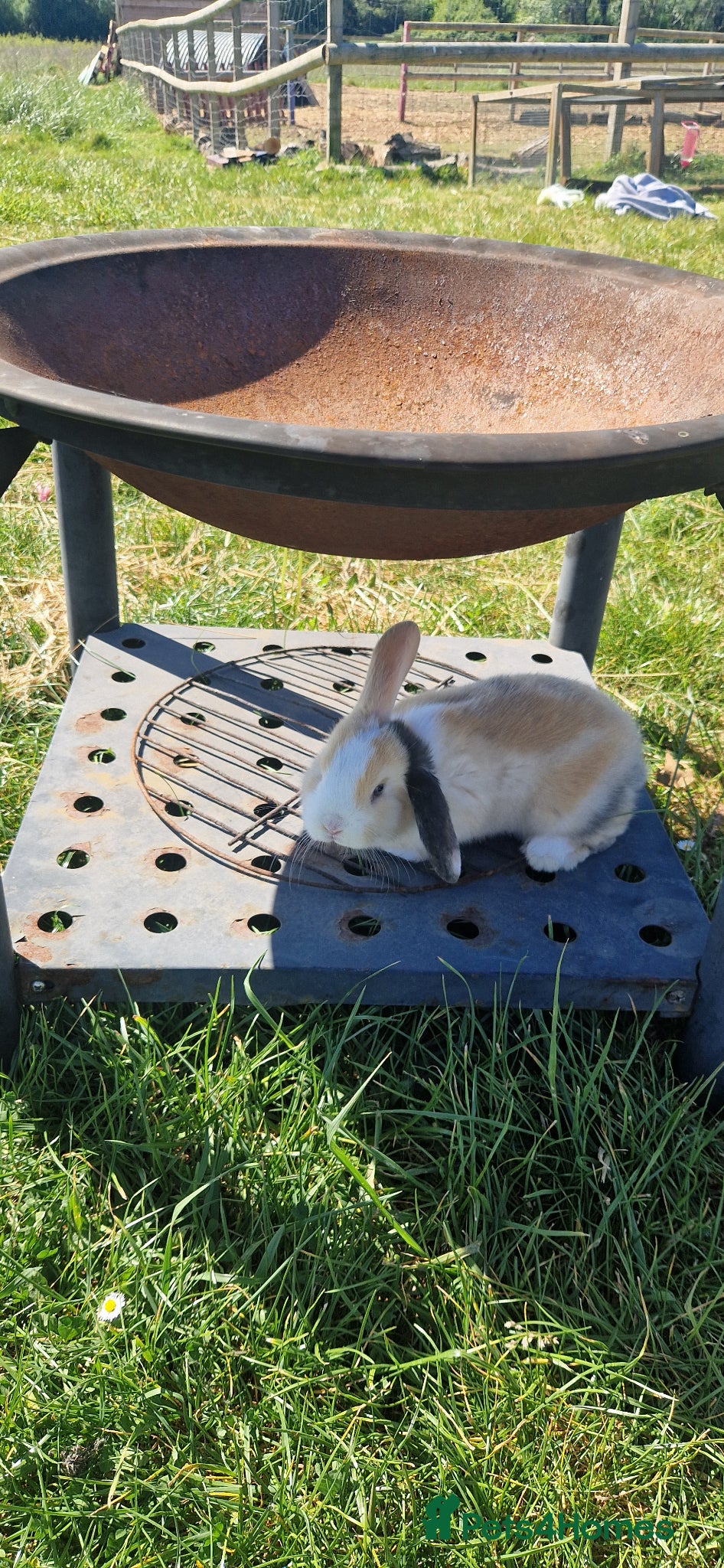 Mini Lop rabbits Litter trained Pure breed mini lops - Advert 3