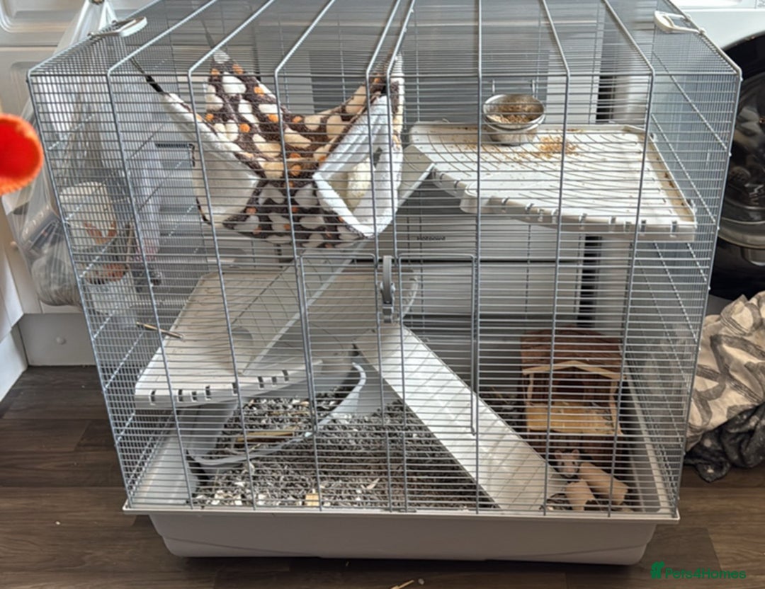 Rat rodents for sale: Rats and cage  - Image 3