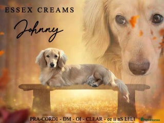 Miniature Dachshund dogs in Southampton - Advert 13