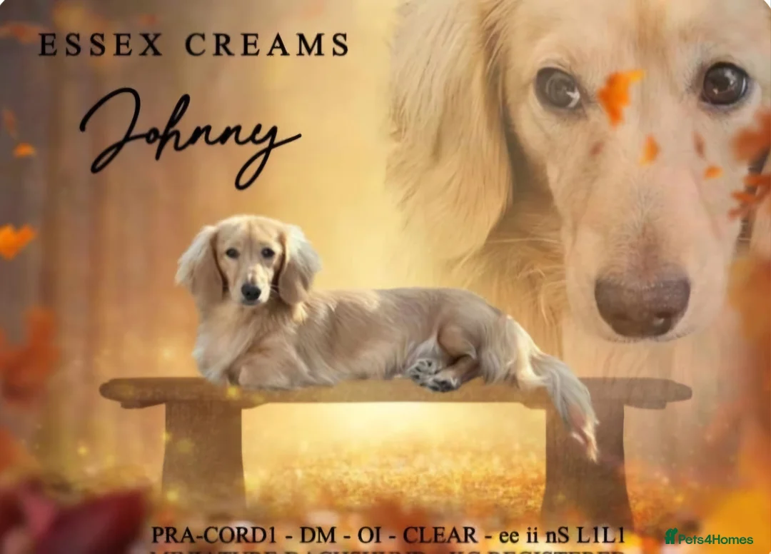 Miniature Dachshund dogs for stud: Dna and ivdd screened Mini Dachshund  in Southampton - Advert 1