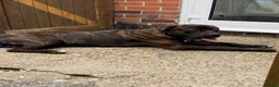 Presa Canario dogs for sale: Male Presa Canario - Advert 3