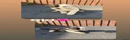 Mixed Breed dogs for sale: Jack Russell cross 7 weeks old ready  5th July  - Advert 7