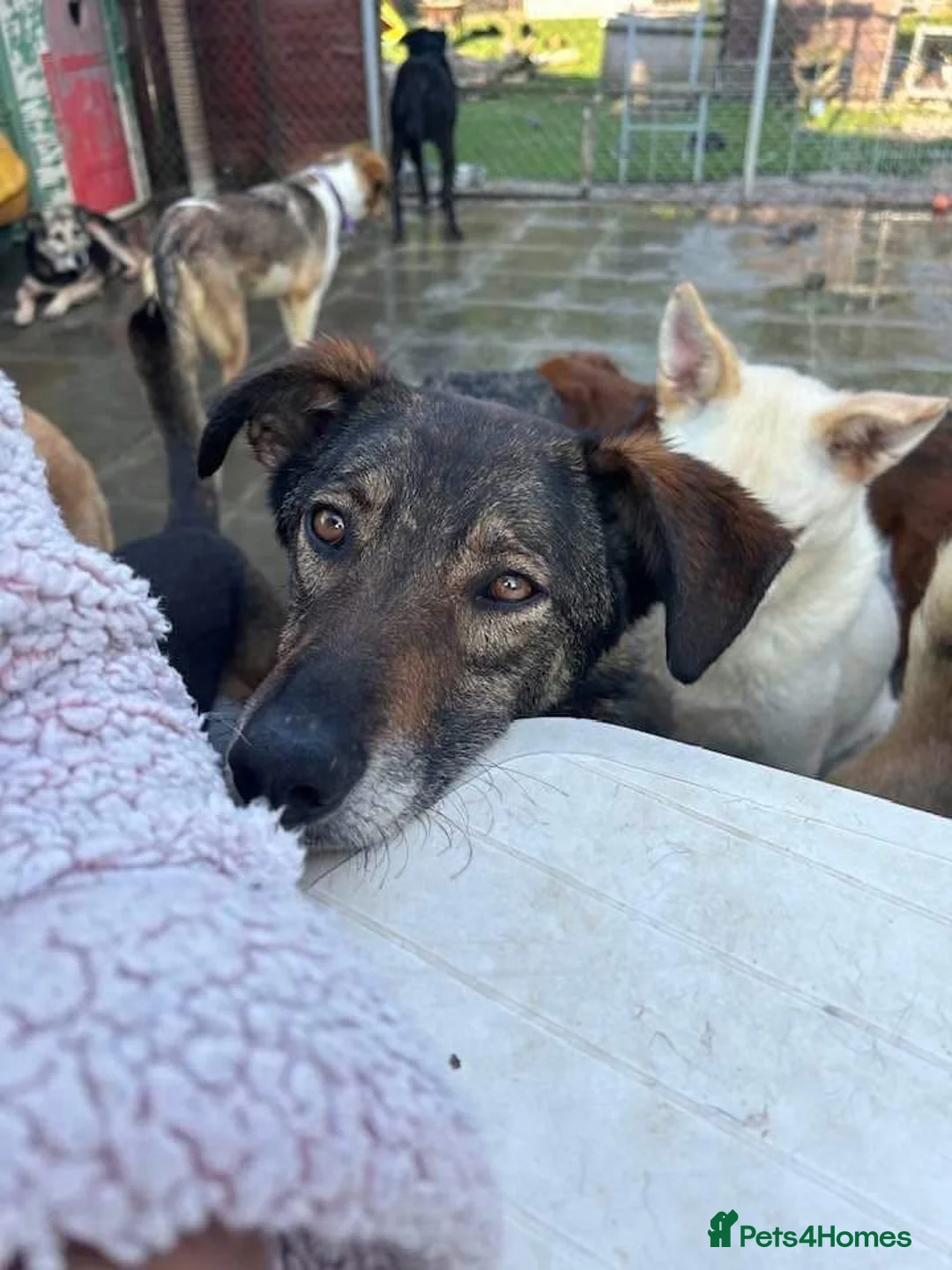 Mixed Breed dogs for adoption: Elsie - Norwich Norfolk  in Norwich - Advert 7