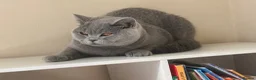 British Shorthair cats for sale: Stunning Blue & Black GCCF Kittens - Advert 13