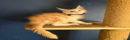 Maine Coon cats for sale: Tica MaineCoon  - Advert 21