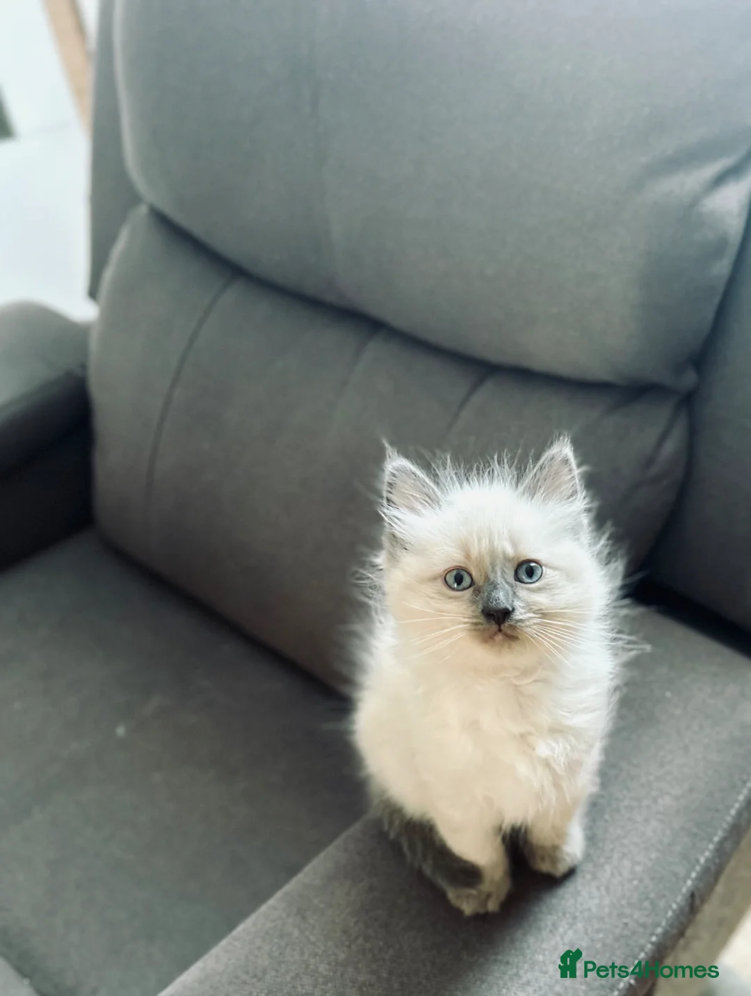 Ragdoll cats for sale: 😻Beautiful Purebred Ragdoll Kittens😻 - Advert 2