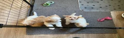 Cavapoochon dogs for sale: Cavapoochon puppies with 5 weeks free insurance   - Advert 9