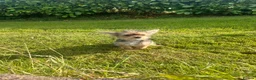 Mixed Breed dogs for sale: 🐾 Beautiful Yorkshire Terrier Puppies   🐾 - Advert 15