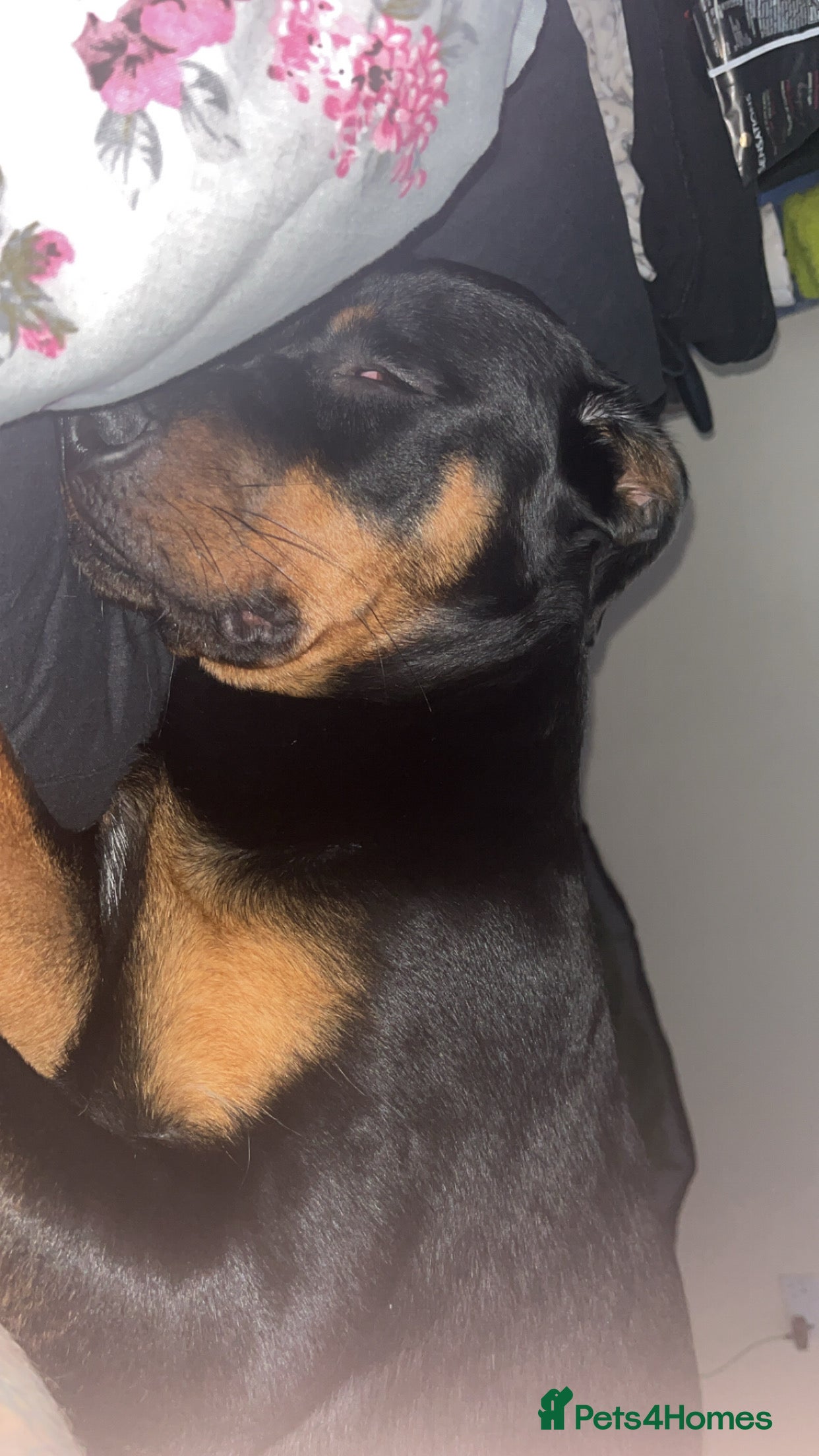 Rottweiler dogs Rottweiler 1 years old on 25th March  - Advert 1