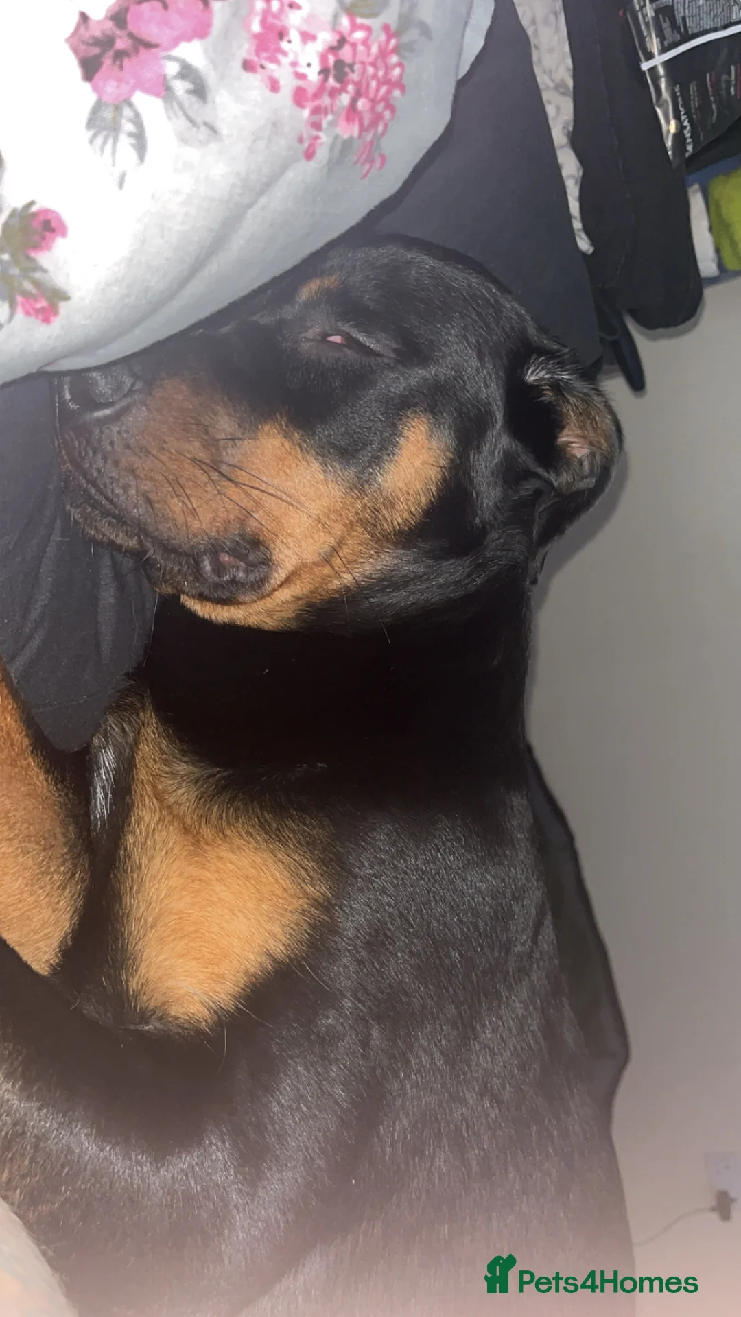 Rottweiler dogs for sale: Rottweiler 1 years old on 25th March  - Advert 1