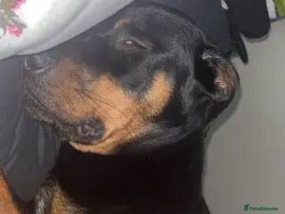 Rottweiler dogs Rottweiler 1 years old on 25th March - Advert 1